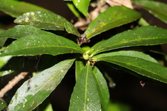 Symplocos harroldii