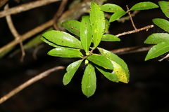Symplocos harroldii