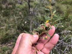 Sida trichopoda