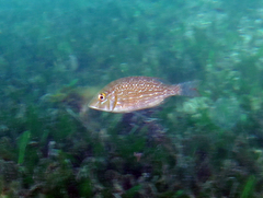 Lethrinidae