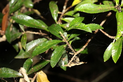 Symplocos harroldii