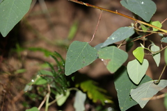 Homalanthus stillingiifolius