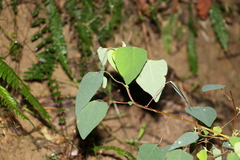 Homalanthus stillingiifolius