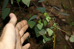 Homalanthus stillingiifolius
