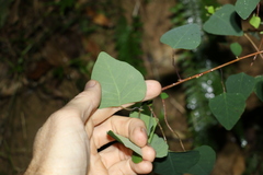 Homalanthus stillingiifolius