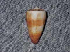 Conus planorbis