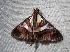 Dausara latiterminalis
