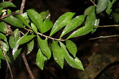 Symplocos harroldii