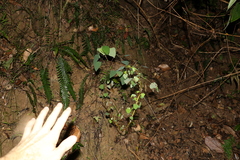 Homalanthus stillingiifolius