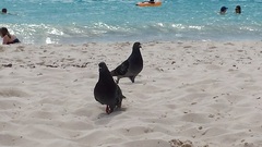 Columba livia domestica