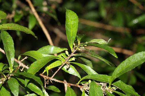 Image of Symplocos harroldii by (c) Greg Tasney, some rights reserved (CC BY-SA)