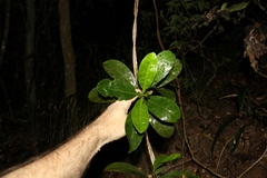 Coelospermum paniculatum