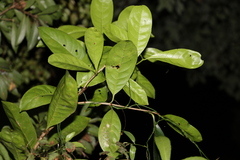 Coelospermum paniculatum
