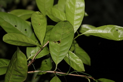 Coelospermum paniculatum