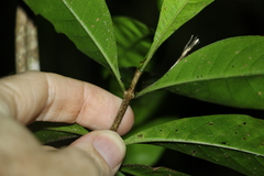 Coelospermum paniculatum