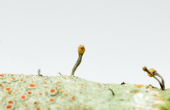 Chaenotheca brunneola