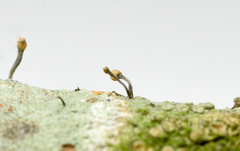 Chaenotheca brunneola