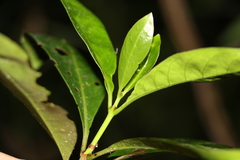 Coelospermum paniculatum