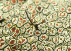 Chaenotheca brunneola