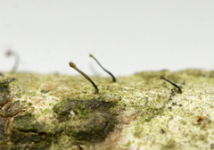 Chaenotheca brunneola