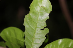 Coelospermum paniculatum