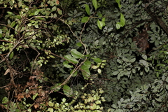 Coelospermum paniculatum