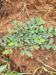 Indigofera oxalidea