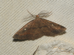 Casbia melanops