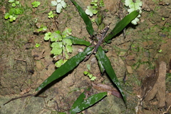 Asplenium attenuatum