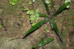 Asplenium attenuatum