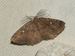 Casbia melanops