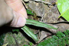 Asplenium attenuatum