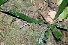 Asplenium attenuatum