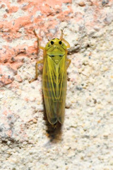 Cicadula quadrinotata