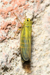 Cicadula quadrinotata