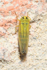 Cicadula quadrinotata