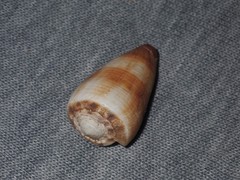 Conus planorbis