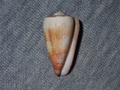 Conus planorbis