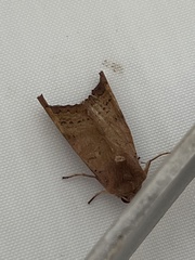 Phlogophora wollastoni