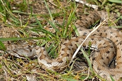 Vipera aspis hugyi