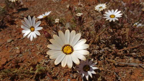 Image of Dimorphotheca pinnata by (c) Paul Emms, some rights reserved (CC BY-SA)