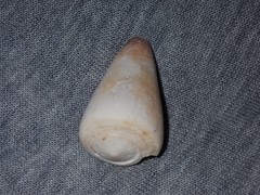 Conus planorbis