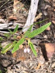 Seringia corollata