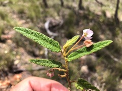 Seringia corollata