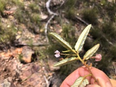 Seringia corollata