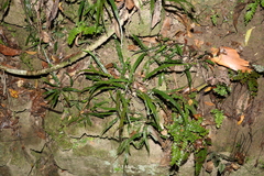 Asplenium attenuatum