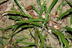Asplenium attenuatum