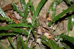Asplenium attenuatum