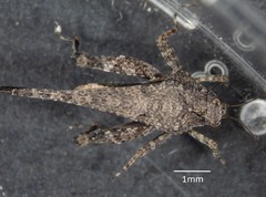 Paratettix argillaceus