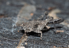 Paratettix argillaceus